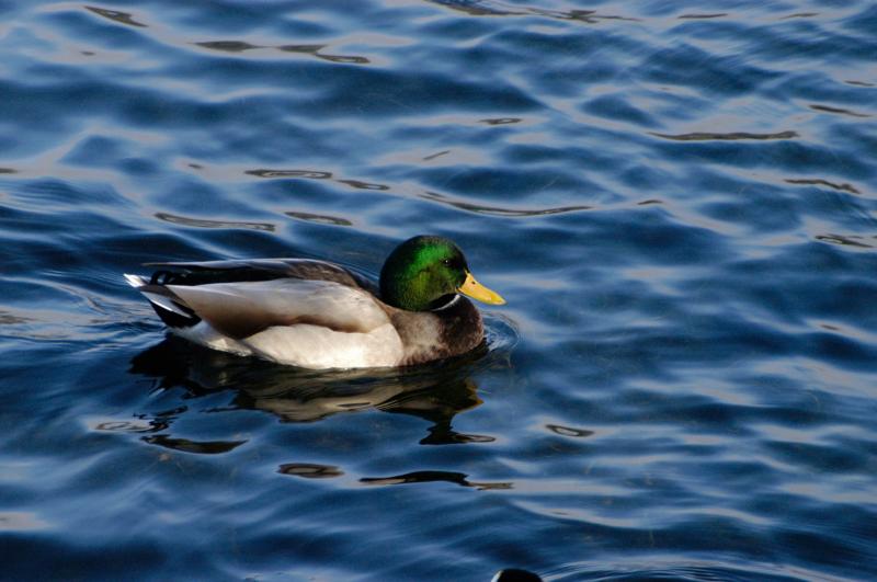 Mallard - Lake Arrowhead